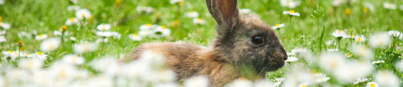 カーボンオフセットユニフォーム